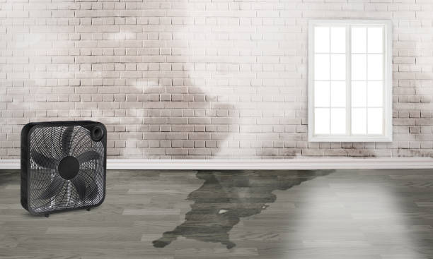 Best Basement water damage restoration  in Lynn, MA