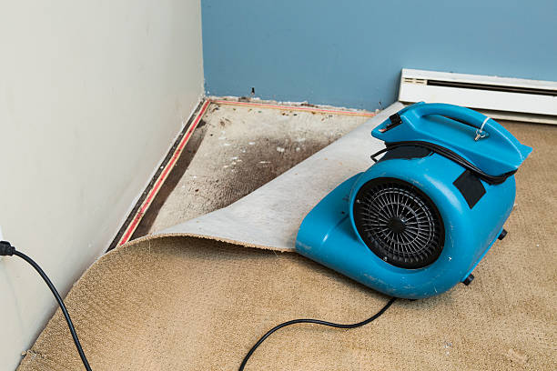 Best Mold removal after water damage  in Lynn, MA